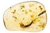 Polished Colombian Copal ( g) - Contains Flies! #304139-1